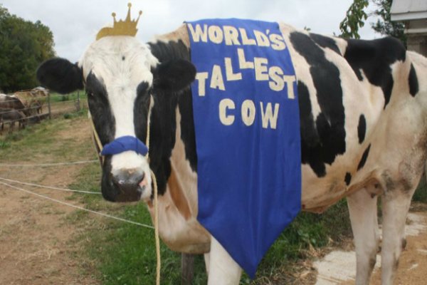 Moooo…! Blossom Named World’s Tallest Cow