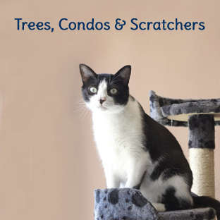 Cat Trees, Condos and Scratchers