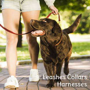 Dog Leashes, Collars and Harness